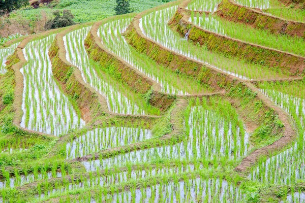 Zelené terasové rýžové pole v Pa Pong Pieng, Mae Chaem, Chiang Mai, Thajsko — Stock fotografie