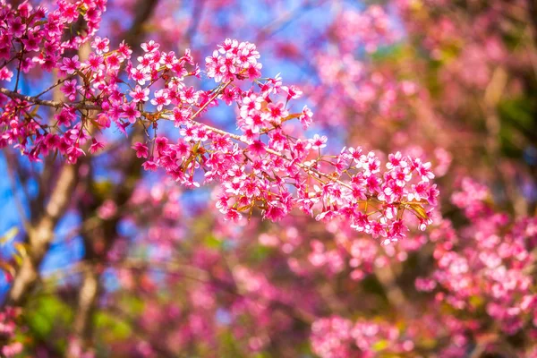 봄에서의 일본 벚꽃 꽃 선택적 소프트 포커스 — 스톡 사진