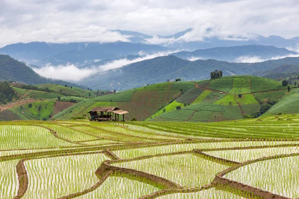 Zelené terasové rýžové pole v Pa Pong Pieng, Mae Chaem, Chiang Mai, Thajsko — Stock fotografie