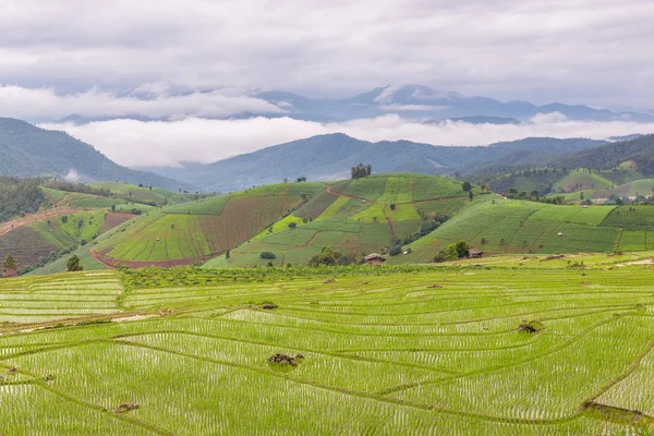 Zelené terasové rýžové pole v Pa Pong Pieng, Mae Chaem, Chiang Mai, Thajsko — Stock fotografie