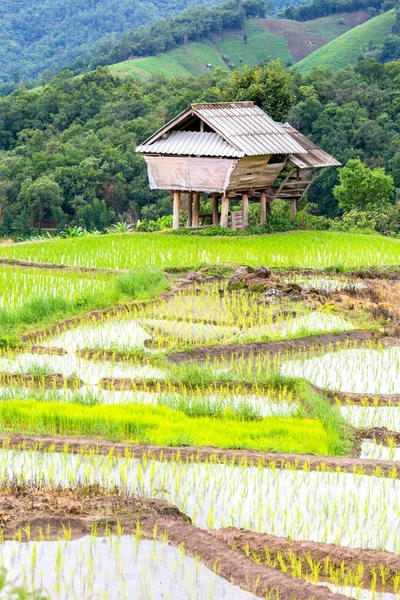 Green Terraced Rice Field in Pa Pong Pieng , Mae Chaem, Chiang Mai, Thailand — Stock Photo, Image