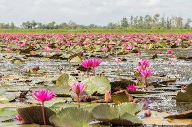 Büyük göl Talay Noi sulak, Phatthalung, Tayland nilüferler tam