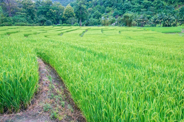 Yeşil Mae La Noi, Maehongson il, Tayland pirinç alan teraslı — Stok fotoğraf