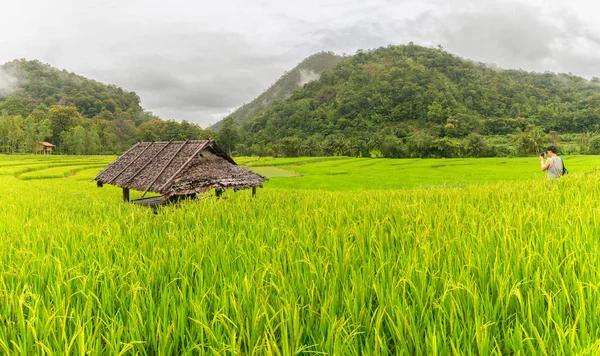 Yeşil Mae La Noi, Maehongson il, Tayland pirinç alan teraslı — Stok fotoğraf