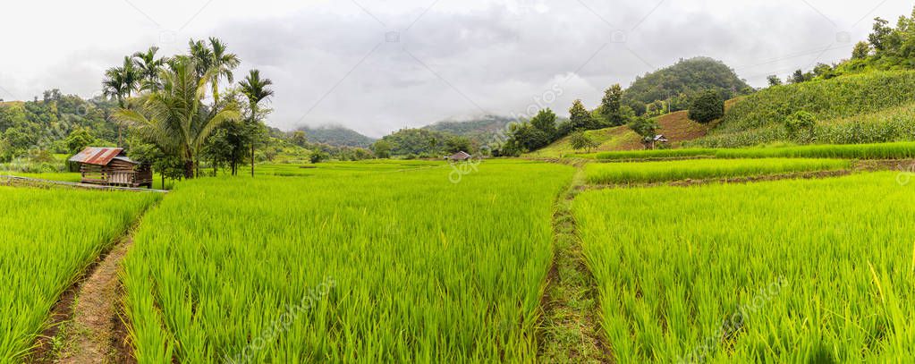 Panorama view Green Terraced Rice Field in Mae La Noi, Maehongson Province, Thailand