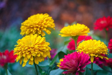 Yumuşak odak açık park, Gerbera çiçek güzel sarı çiçek