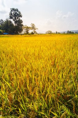 Yeşil Mae La Noi, Maehongson il, Tayland pirinç alan teraslı