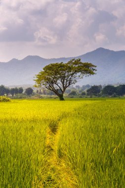 Yeşil Mae La Noi, Maehongson il, Tayland pirinç alan teraslı