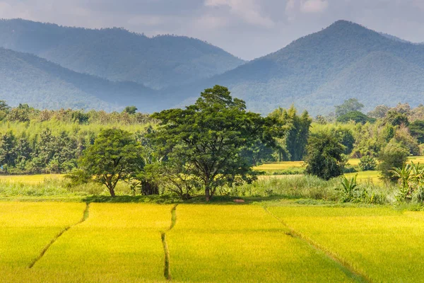 Yeşil Mae La Noi, Maehongson il, Tayland pirinç alan teraslı — Stok fotoğraf
