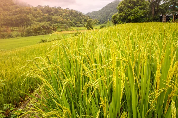 Soft focus of rice field background. — Stock Photo, Image