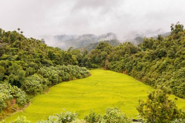 Yeşil Mae La Noi, Maehongson il, Tayland pirinç alan teraslı