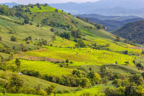 Zelené terasové rýžové pole v Pa Pong Pieng, Mae Chaem, Chiang Mai, Thajsko — Stock fotografie