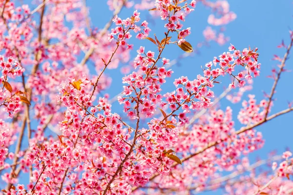 Flor rosa, Floração selvagem da cereja do Himalaia (Prunus cerasoides ) — Fotografia de Stock