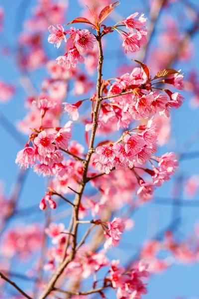 Flor rosa, Floração selvagem da cereja do Himalaia (Prunus cerasoides ) — Fotografia de Stock
