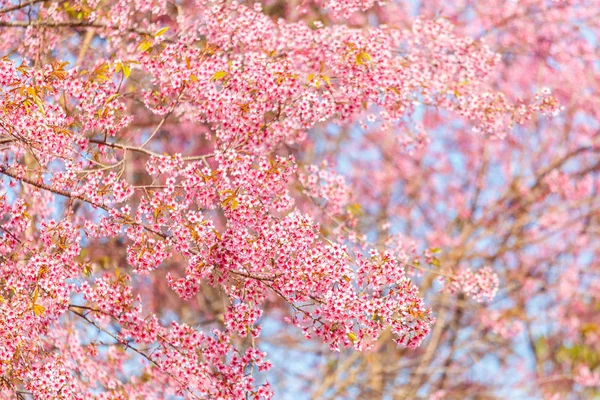 Flor rosa, Floração selvagem da cereja do Himalaia (Prunus cerasoides ) — Fotografia de Stock