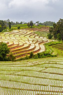 Pa Pong Pieng 'deki Yeşil Teraslı Pirinç Tarlası Mae Chaem, Chiang Mai, Tayland