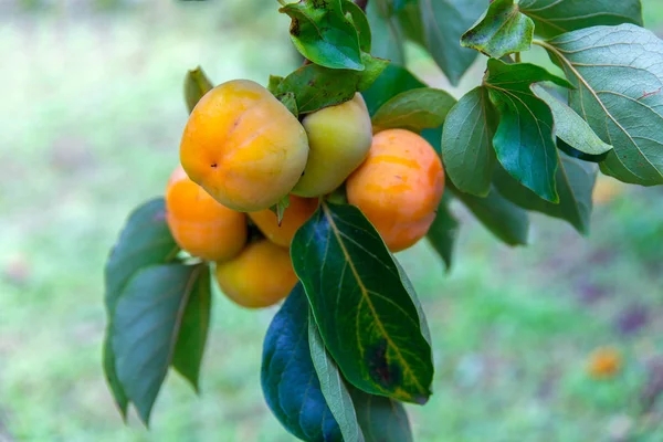 Niedojrzałe persimmon & świeża zieleń liści w Chiang Mai, Tajlandia — Zdjęcie stockowe