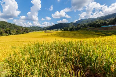 Yeşil Mae Klang Luang, Mae Chaem, Chiang Mai, Tayland pirinç alan teraslı