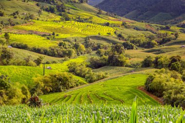 Pa Pong Pieng 'deki Yeşil Teraslı Pirinç Tarlası Mae Chaem, Chiang Mai, Tayland