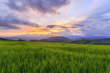 Pa Pong Pieng 'deki Yeşil Teraslı Pirinç Tarlası Mae Chaem, Chiang Mai, Tayland
