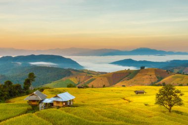 Pa Pong Pieng 'deki Yeşil Teraslı Pirinç Tarlası Mae Chaem, Chiang Mai, Tayland