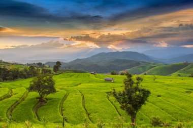 Pa Pong Pieng 'deki Yeşil Teraslı Pirinç Tarlası Mae Chaem, Chiang Mai, Tayland