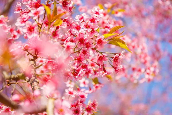 Roze bloem, bloeien wilde Himalaya kers (Prunus cerasoides) — Stockfoto