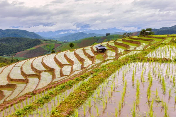 Green Terraced Rice Field in Pa Pong Pieng , Mae Chaem, Chiang Mai, Thailand — Stock Photo, Image