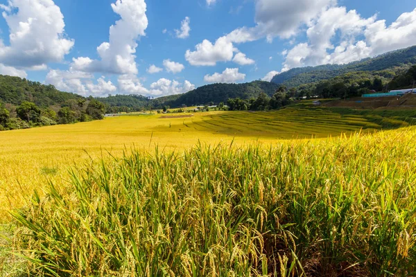 Green Terraced Rice Field in Mae Klang Luang, Mae Chaem, Chiang Mai, Thailand — стоковое фото