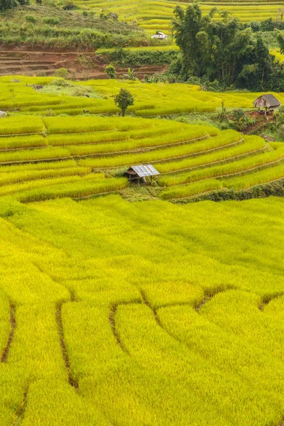 Zelené terasovité rýžové pole v Mae La Noi, Maehongson Province, Thajsko — Stock fotografie