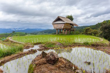 Pa Pong Pieng 'deki Yeşil Teraslı Pirinç Tarlası Mae Chaem, Chiang Mai, Tayland