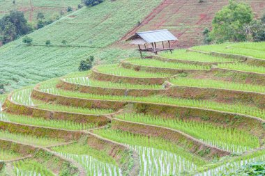 Pa Pong Pieng 'deki Yeşil Teraslı Pirinç Tarlası Mae Chaem, Chiang Mai, Tayland