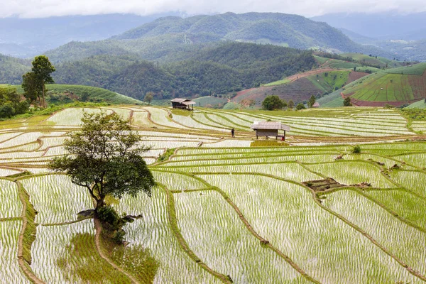 Zelené terasové rýžové pole v Pa Pong Pieng, Mae Chaem, Chiang Mai, Thajsko — Stock fotografie