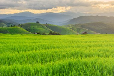 Pa Pong Pieng 'deki Yeşil Teraslı Pirinç Tarlası Mae Chaem, Chiang Mai, Tayland