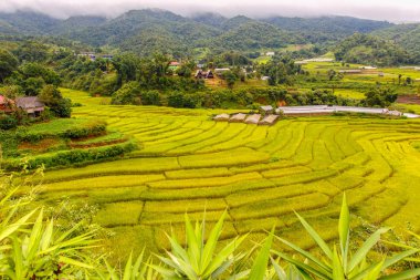 Yeşil Mae La Noi, Maehongson il, Tayland pirinç alan teraslı