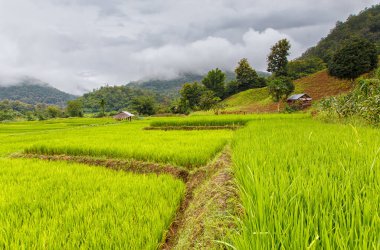 Yeşil Mae La Noi, Maehongson il, Tayland pirinç alan teraslı