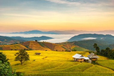 Pa Pong Pieng 'deki Yeşil Teraslı Pirinç Tarlası Mae Chaem, Chiang Mai, Tayland