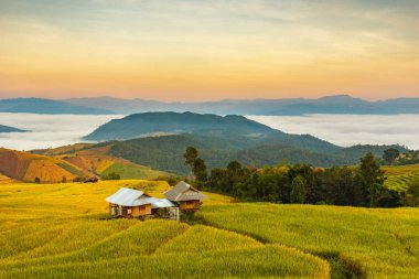 Pa Pong Pieng 'deki Yeşil Teraslı Pirinç Tarlası Mae Chaem, Chiang Mai, Tayland