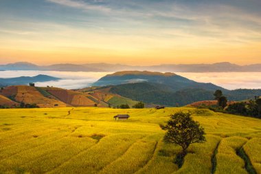 Pa Pong Pieng 'deki Yeşil Teraslı Pirinç Tarlası Mae Chaem, Chiang Mai, Tayland