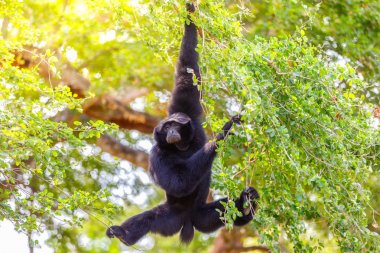 Pulau Jawa, Endonezya, yere bir ağaca asılı Gibbon