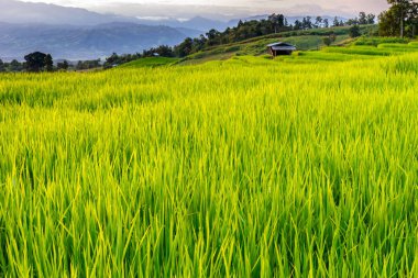 Pa Pong Pieng 'deki Yeşil Teraslı Pirinç Tarlası Mae Chaem, Chiang Mai, Tayland