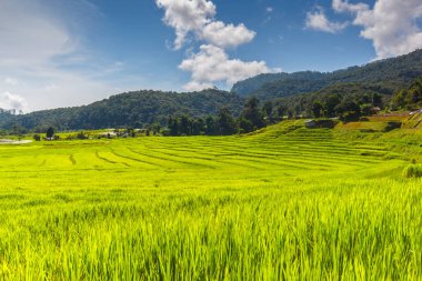 Yeşil Mae Klang Luang, Mae Chaem, Chiang Mai, Tayland pirinç alan teraslı