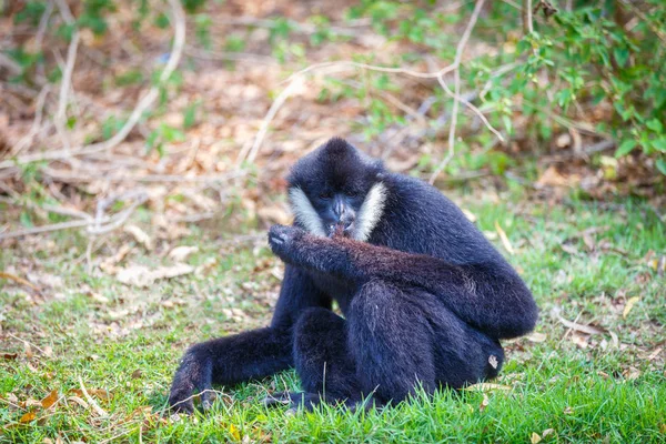 Gibbon κάθεται στο γρασίδι στο ζωολογικό κήπο. — Φωτογραφία Αρχείου