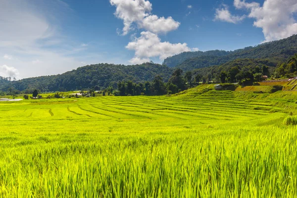 水稻的绿色梯田在湄巴生銮，湄针，清迈，泰国 — 图库照片