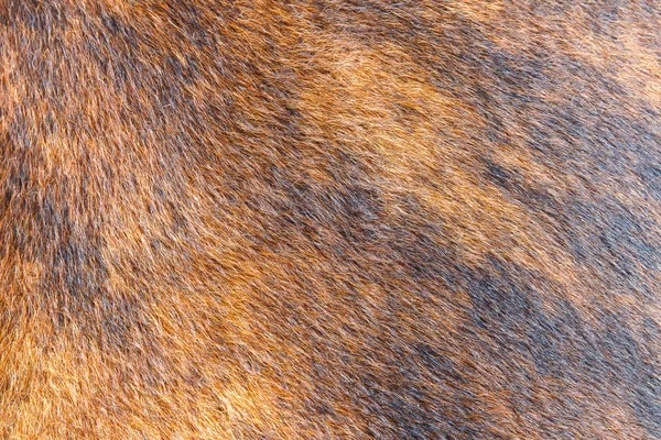 Un pelo di cavallo da vicino — Foto Stock