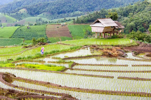 Green Terraced Rice Field rainy season in Pa Pong Pieng , Mae Chaem, Chiang Mai, Thailand — Stock Photo, Image