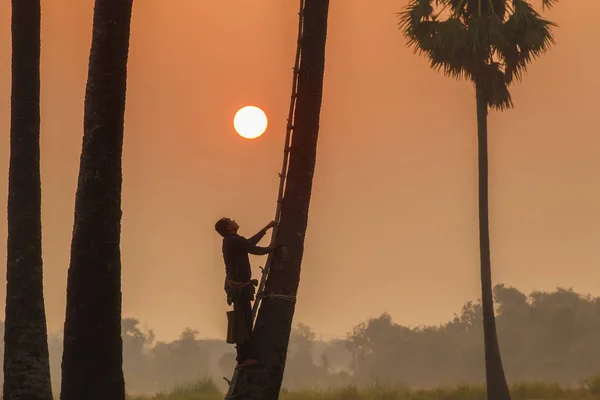 Ludzie z kariery wspinaczkowej cukru palmowego aby świeże w prowincji Ayutthaya, Tajlandia — Zdjęcie stockowe