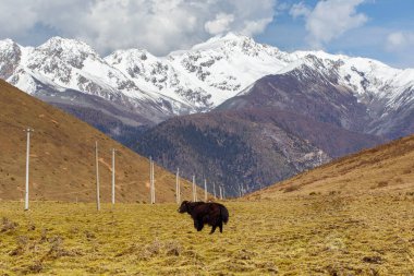 Yaks sürüsü otlatmak Tibet'te altında kar dağ, Sichuan, Çin