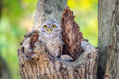 Küçük baykuşlar oyuk ağaçta