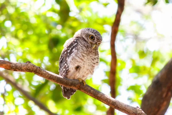 Steenuilen in een holle boom — Stockfoto